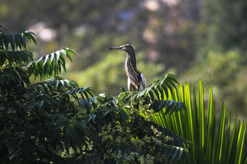 Javan Pond-Heron(Ardeola speciosa)