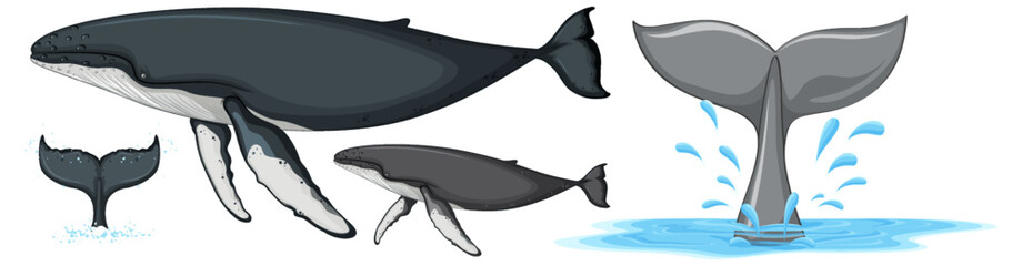 Set of humpback whale isolated