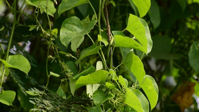 Heart-leaved moonseed green leaves herb. Tinospora cordifolia , tree and green leaves on natural background.
