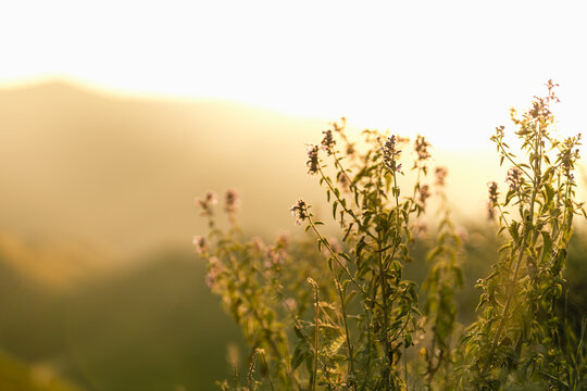 Autumn alpen valley with soft light purple meadow flowers and grass on mountain slope in golden beams of sunset sun, closeup, blur. Serenity outdoor meadow in wild nature background.