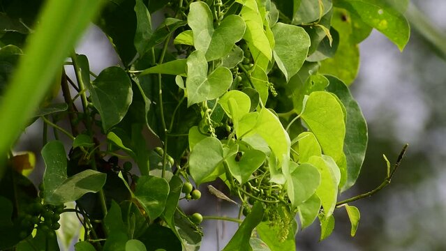 Heart-leaved moonseed green leaves herb. Tinospora cordifolia , tree and green leaves on natural background.