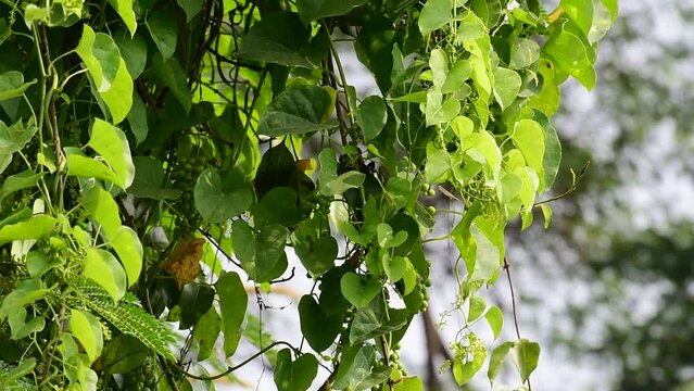 Heart-leaved moonseed green leaves herb. Tinospora cordifolia , tree and green leaves on natural background.