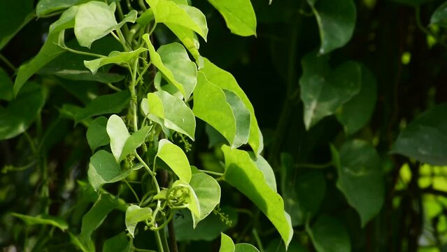 Heart-leaved moonseed green leaves herb. Tinospora cordifolia , tree and green leaves on natural background.