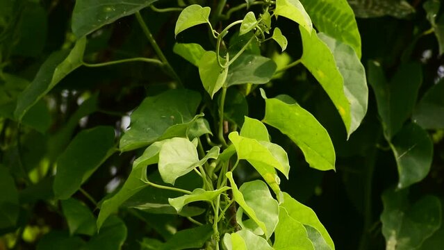 Heart-leaved moonseed green leaves herb. Tinospora cordifolia , tree and green leaves on natural background.