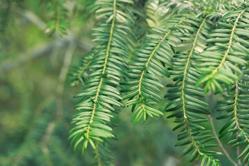 Taxus baccata green twig texture. Berry yew plant texture background.