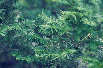 Taxus baccata green twig texture. Berry yew plant texture background.