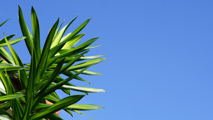 Dracaena reflexa leaf with blue sky