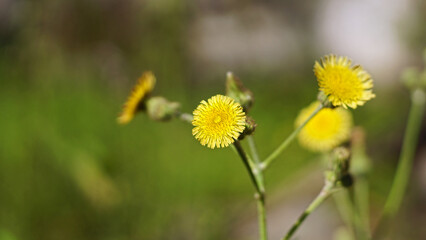 Yellow Sonchus arvensis flower blooming on a tree branch