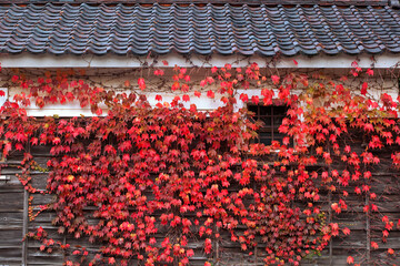 山葡萄と紅葉した葉