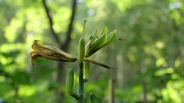 Cardiocrinum glehnii or Cardiocrinum cordatum in slow motion in wild forest