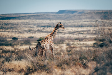 Eine Giraffe läuft durch die trockene Buschlandschaft im Naukluft Gebirge, Namibia