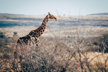Eine Giraffe läuft durch die trockene Buschlandschaft im Naukluft Gebirge, Namibia