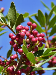 Pistacia lentiscus also lentisk or mastic evergreen shrub