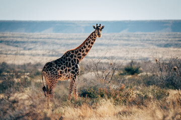 Eine Giraffen steht in der trockenen Buschlandschaft im Naukluft Gebirge, Namibia