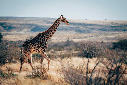 Eine Giraffe läuft durch die trockene Buschlandschaft im Naukluft Gebirge, Namibia