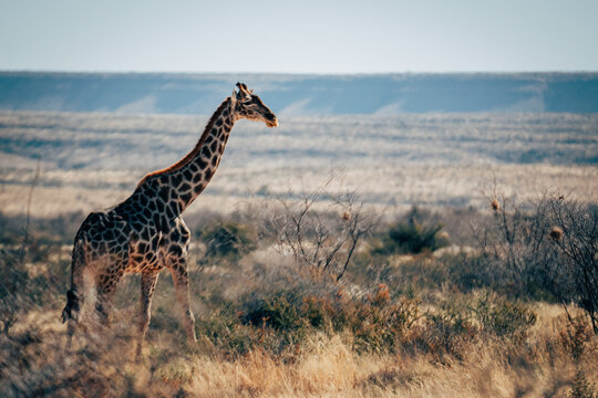 Eine Giraffe läuft durch die trockene Buschlandschaft im Naukluft Gebirge, Namibia