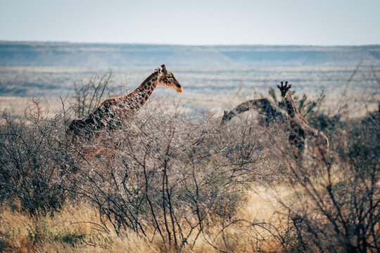 Drei Giraffen in der trockenen Buschlandschaft im Naukluft Gebirge, Namibia