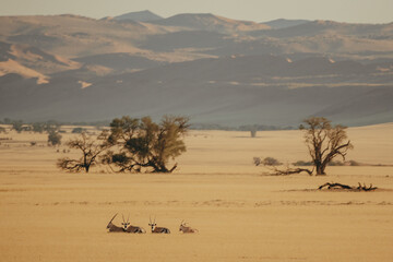 Panorama - Mehrere Oryxantilopen (Oryx gazella) sitzen im verdorrten Gras in der Weite des Sossusvlei - am Horizont letzte Ausläufer des Naukluft Gebirges, Sesriem, Namibia