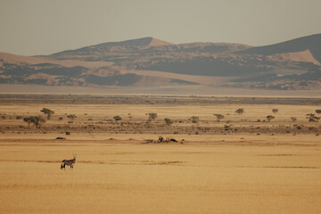 Panorama - Einsame Oryxantilope (Oryx gazella) steht in der Weite der verdorrten Graslandschaft im Sossusvlei - am Horizont letzte Ausläufer des Naukluft Gebirges, Sesriem, Namibia