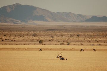 Panorama - Mehrere Oryxantilopen (Oryx gazella) sitzen im verdorrten Gras in der Weite des...