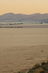 Blick von der Elim Düne in Richtung Naukluft Gebirge bei Sonnenuntergang - zwei einsame Oryxantilopen verlieren sich in der Weite (Sesriem, Namibia)
