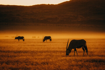 Fototapeta premium Magisch anmutende Silhouette einer Oryxantilope (Oryx gazella) im aufsteigenden Nebel nach Sonnenuntergang in der Ebene vor der Elim Düne (Sesriem, Namibia)