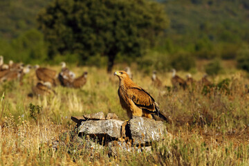 Spanish imperial eagle (Aquila adalberti), or Iberian imperial eagle, Spanish or Adalbert's eagle sitting on the ground with vultures in the background. Juvenile imperial eagle sitting on the ground.