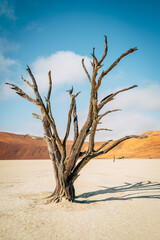 Tote B&auml;ume im Deadvlei (Sossusvlei, Namibia)