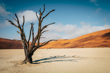 Tote B&auml;ume im Deadvlei (Sossusvlei, Namibia)