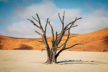 Foto op Plexiglas Tote Bäume im Deadvlei (Sossusvlei, Namibia) © Michael
