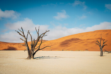 Fototapeta na wymiar Tote Bäume im Deadvlei (Sossusvlei, Namibia)