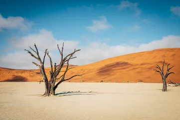 Rolgordijnen Tote Bäume im Deadvlei (Sossusvlei, Namibia) © Michael