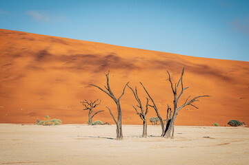 Tote Bäume im Deadvlei (Sossusvlei, Namibia)