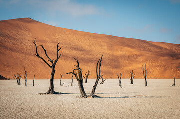 Tote Bäume im Deadvlei (Sossusvlei, Namibia)