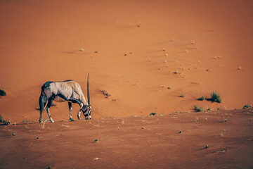 Einsame ausgezehrte Oryxantilope (Oryx gazella) in der endlosen Weite der roten Namib Wüste...