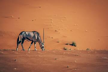 Einsame ausgezehrte Oryxantilope (Oryx gazella) in der endlosen Weite der roten Namib Wüste...