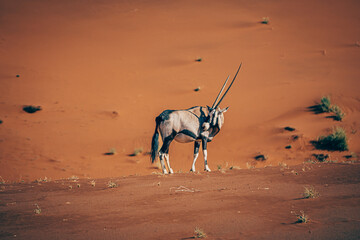 Einsame ausgezehrte Oryxantilope (Oryx gazella) in der endlosen Weite der roten Namib Wüste (Sossusvlei, Namibia)