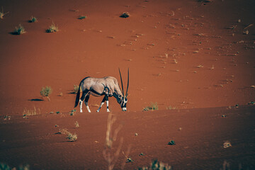 Einsame ausgezehrte Oryxantilope (Oryx gazella) in der endlosen Weite der roten Namib Wüste...