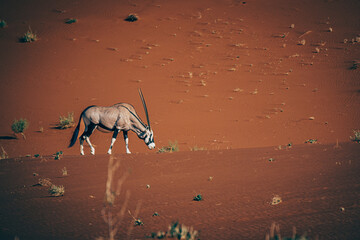 Einsame ausgezehrte Oryxantilope (Oryx gazella) in der endlosen Weite der roten Namib Wüste...