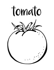 Tomato isolated on white background, vector illustration