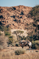 Naklejka na ściany i meble Portrait eines sich umblickenden Oryx am Rande des Naukluft Gebirges, Namibia
