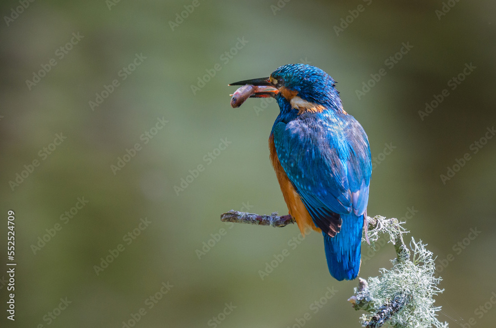 Aufkleber a male kingfisher is perched on a branch with a fish in his beak. the view is from behind and shows 