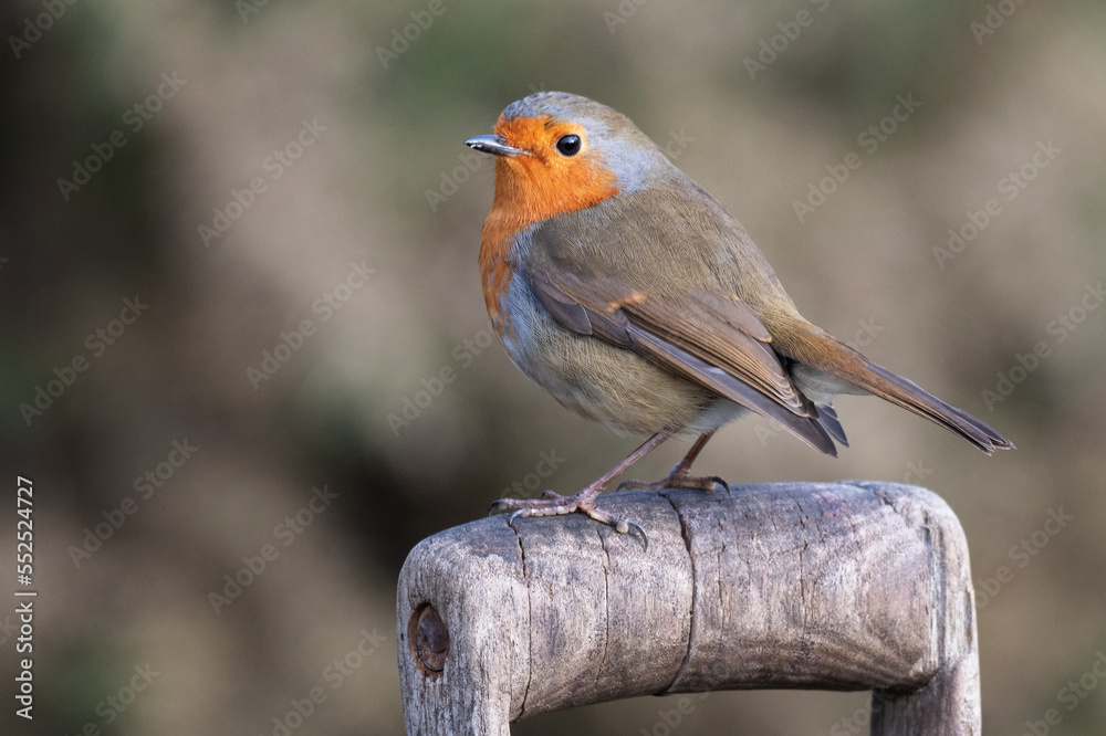 Poster a close up portrait of a friendly robin redbreast, erithacus rubecula. it is perched on top of a woo