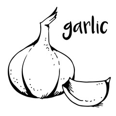 Garlic isolated on white background, vector