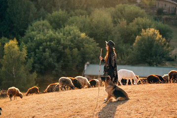 Female shepherd with a dog grazes a flock on the lawn - 552524749