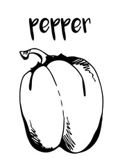 Sweet pepper isolated on white background, vector bell pepper