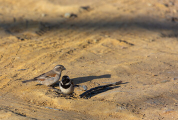 Male and female Cape Sparow (Passer melanurus) taken in the Cederberg Mountains