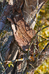 Old Dry Bark Stem Against Autumn Scenery  on Field of Polesye Natural Resort in Belarus.