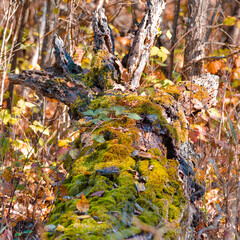Old Mossy Dried Field Log With Grass on Autumn Field Against Seasonal Scenery in Polesye Natural Resort.