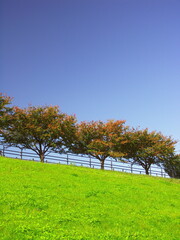 秋の桜並木のある江戸川土手風景